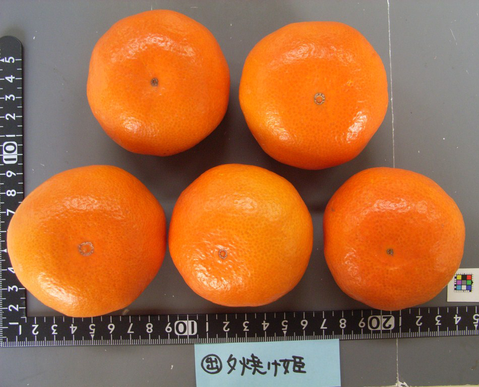 果实 (MAFF, Japan)