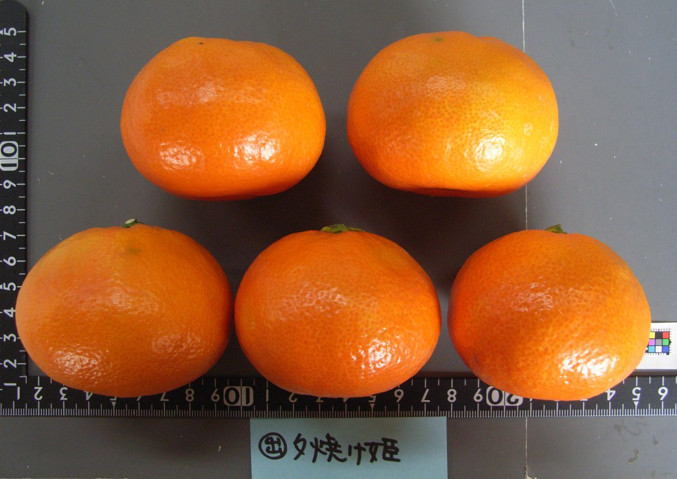 果实 (MAFF, Japan)