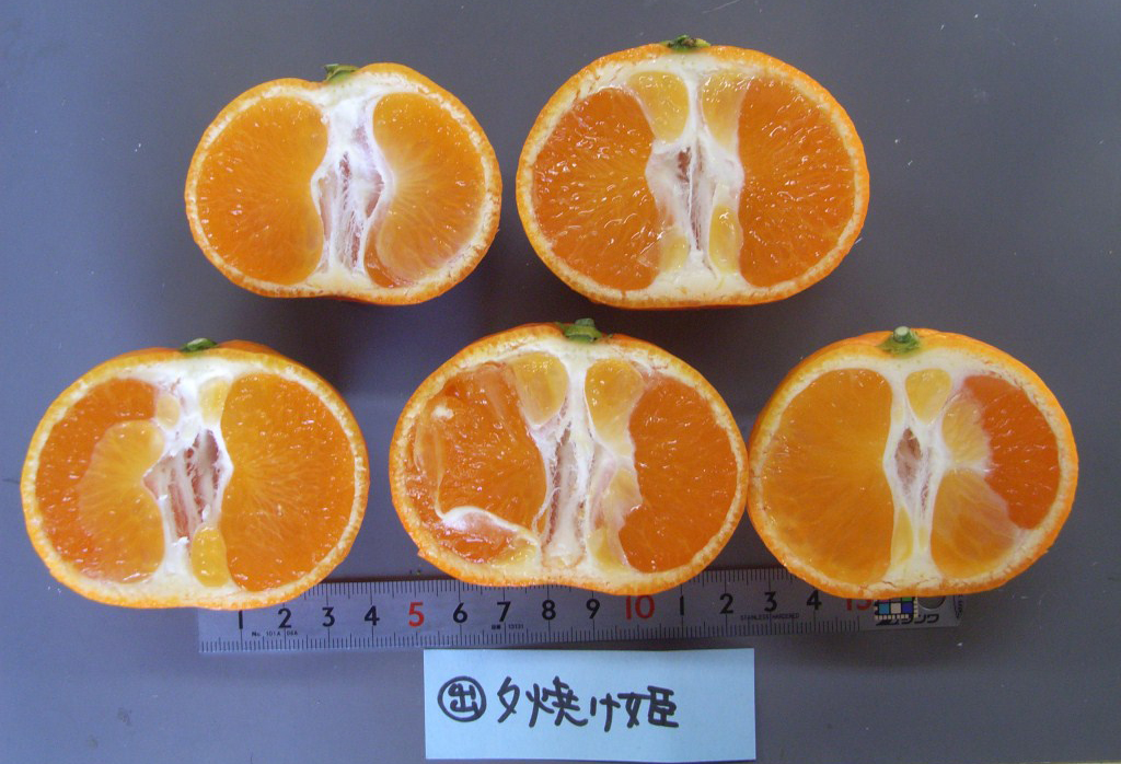 树体 (MAFF, Japan)