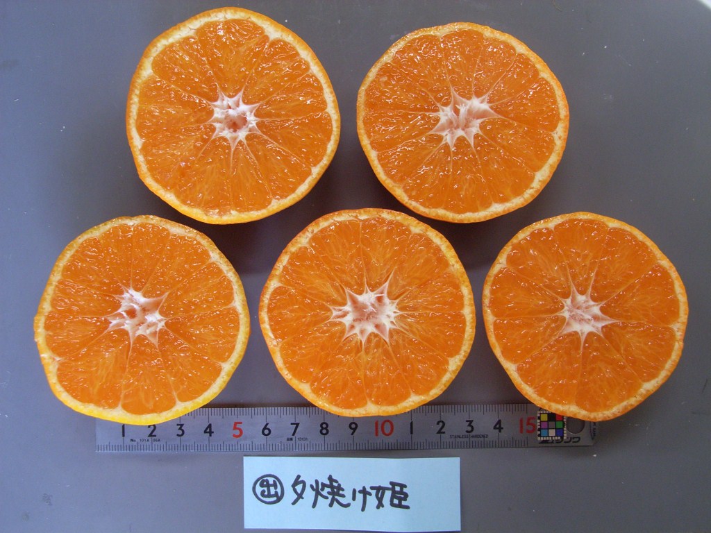 果实 (MAFF, Japan)