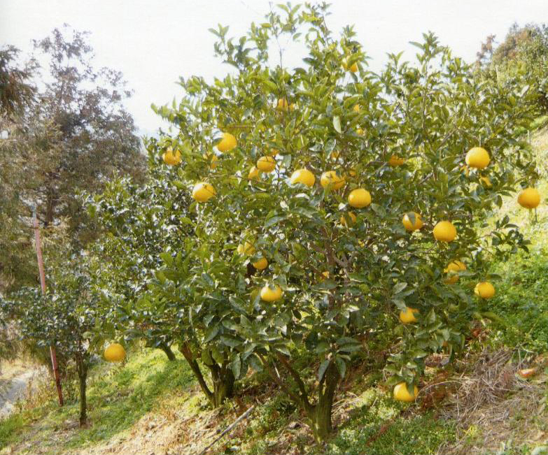 树体 (MAFF, Japan)