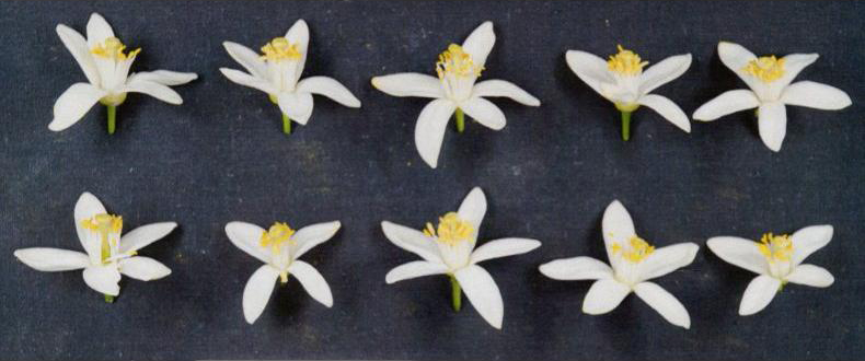 果实 (MAFF, Japan)