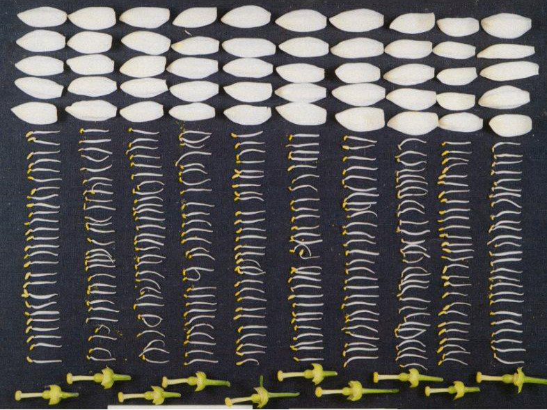 果实 (MAFF, Japan)