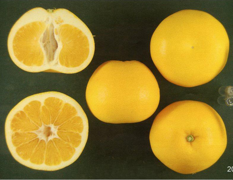 果实 (MAFF, Japan)