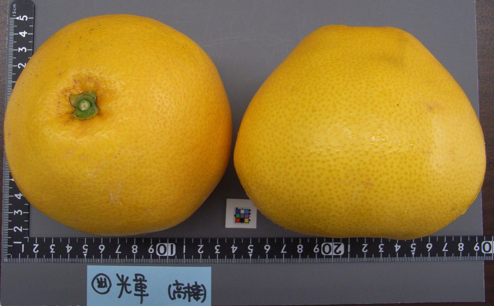 果实 (MAFF, Japan)