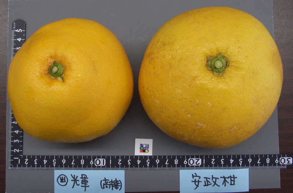 果实 (MAFF, Japan)