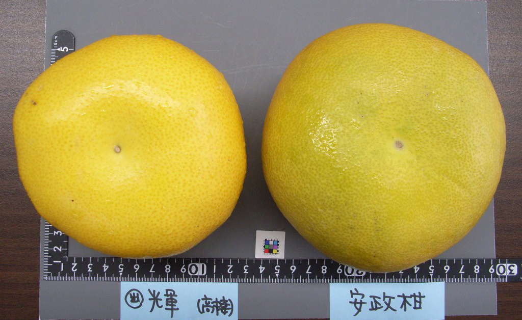 果实 (MAFF, Japan)