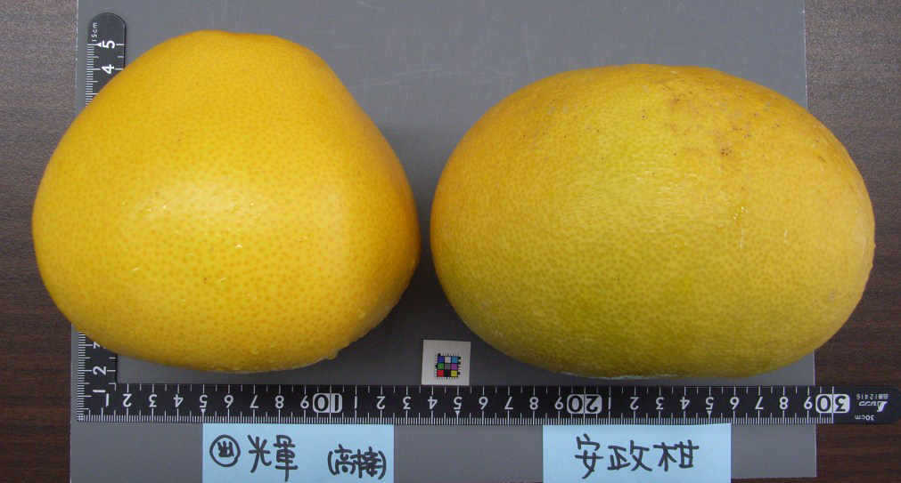 果实 (MAFF, Japan)