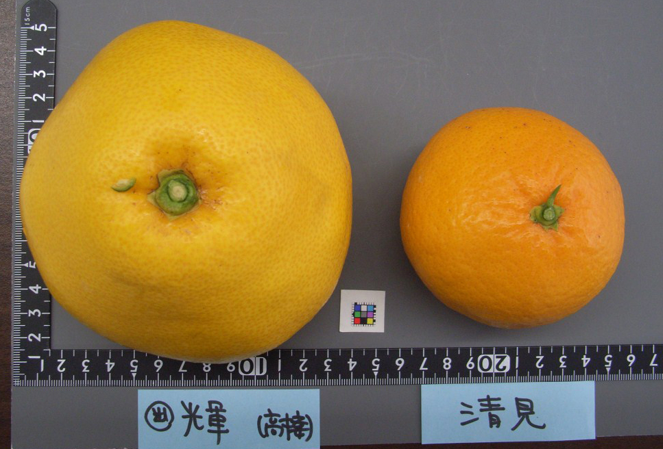 果实 (MAFF, Japan)