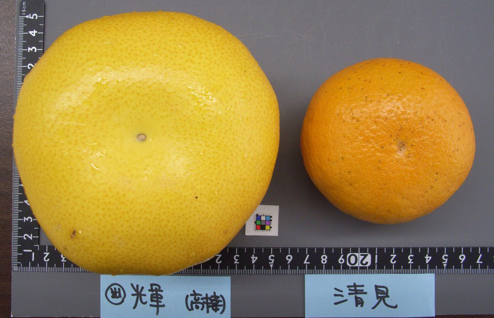 果实 (MAFF, Japan)