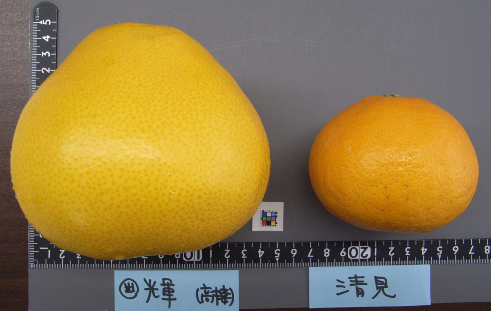 树体 (MAFF, Japan)