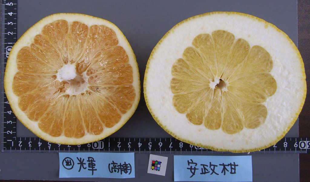 果实 (MAFF, Japan)