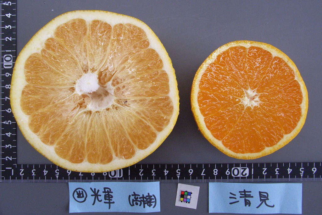 果实 (MAFF, Japan)