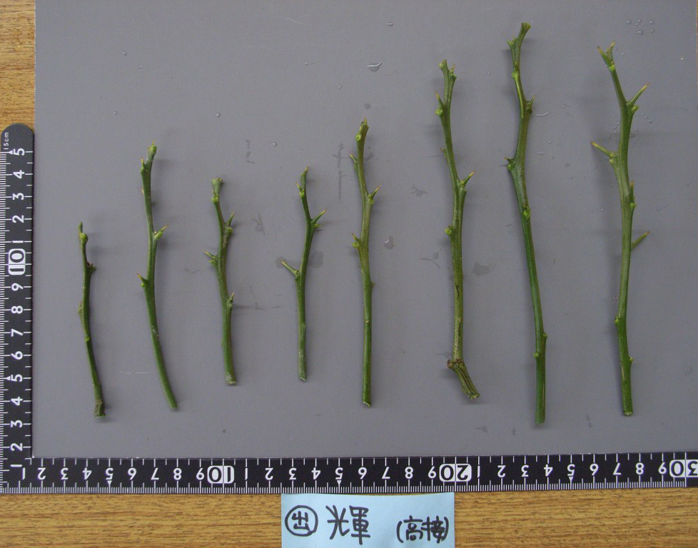 果实 (MAFF, Japan)