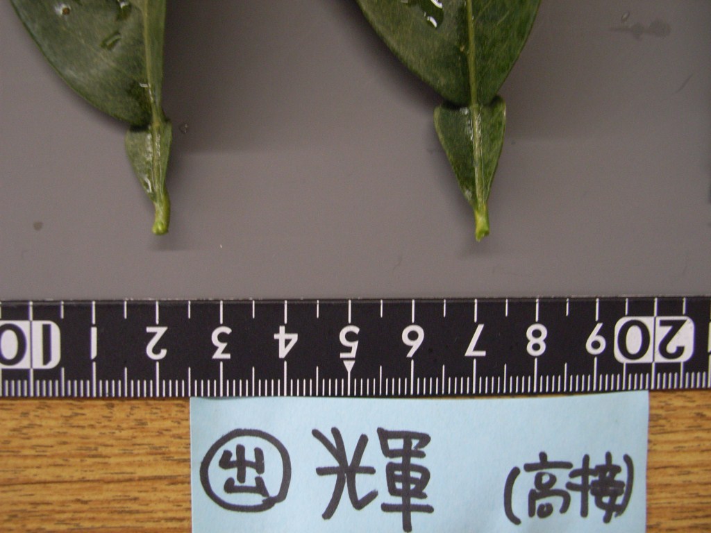 果实 (MAFF, Japan)