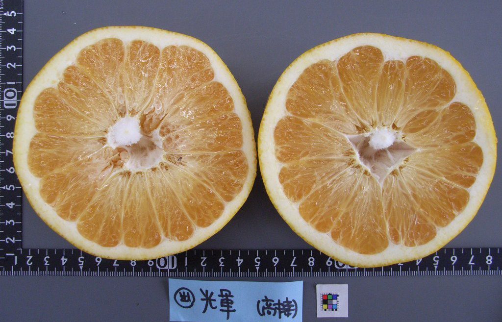 树体 (MAFF, Japan)