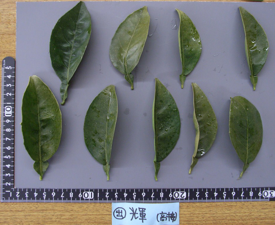 果实 (MAFF, Japan)