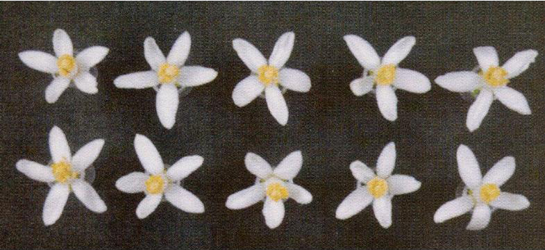 果实 (MAFF, Japan)