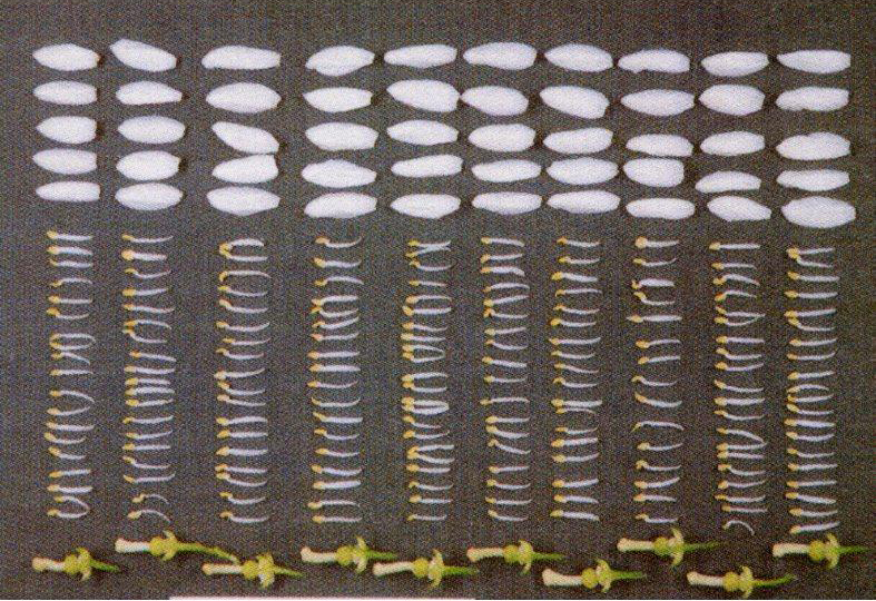 果实 (MAFF, Japan)