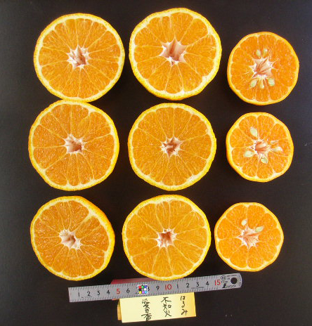 果实 (MAFF, Japan)