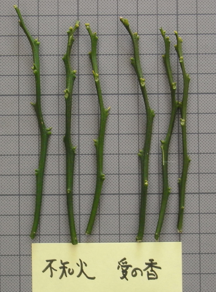 果实 (MAFF, Japan)