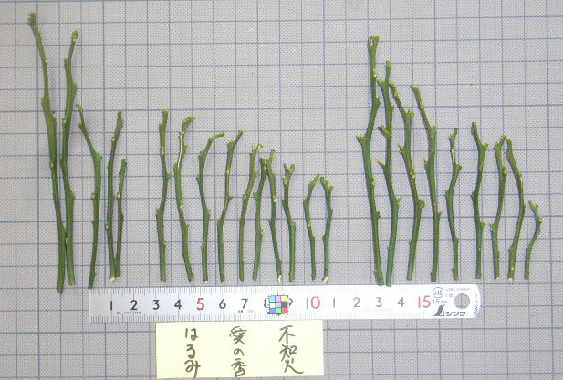 果实 (MAFF, Japan)