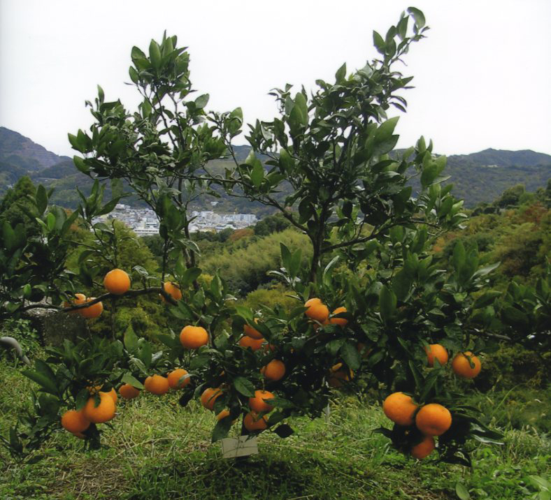 树体 (MAFF, Japan)