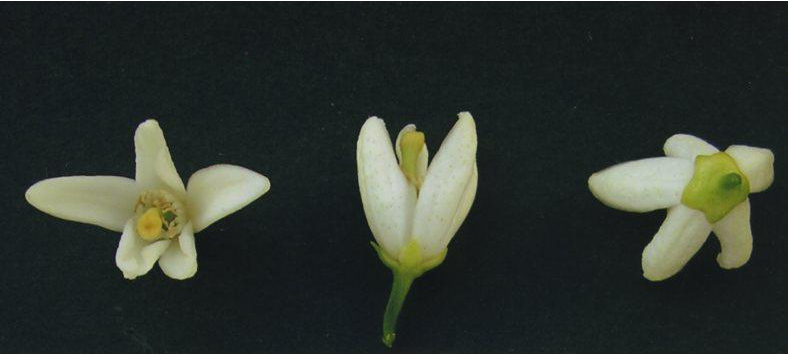 果实 (MAFF, Japan)