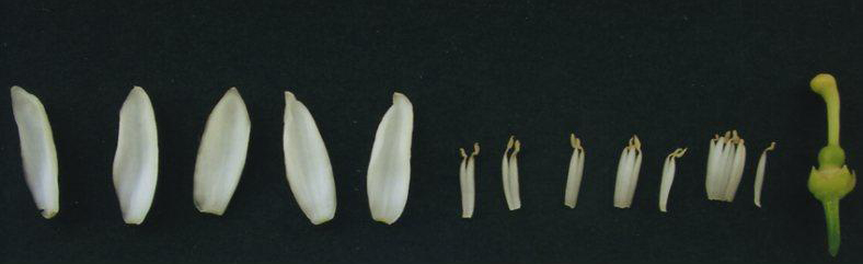 果实 (MAFF, Japan)