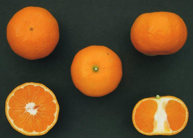 果实 (MAFF, Japan)