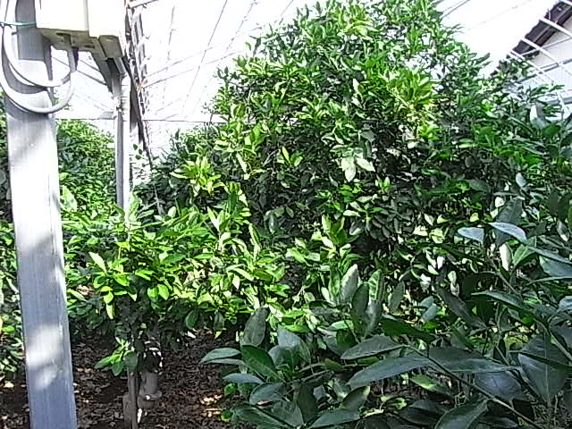 果实 (MAFF, Japan)