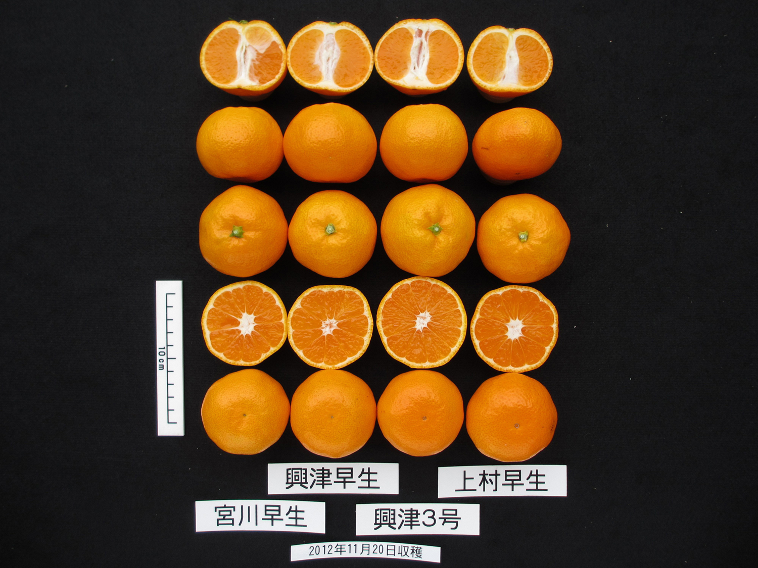 果实 (MAFF, Japan)