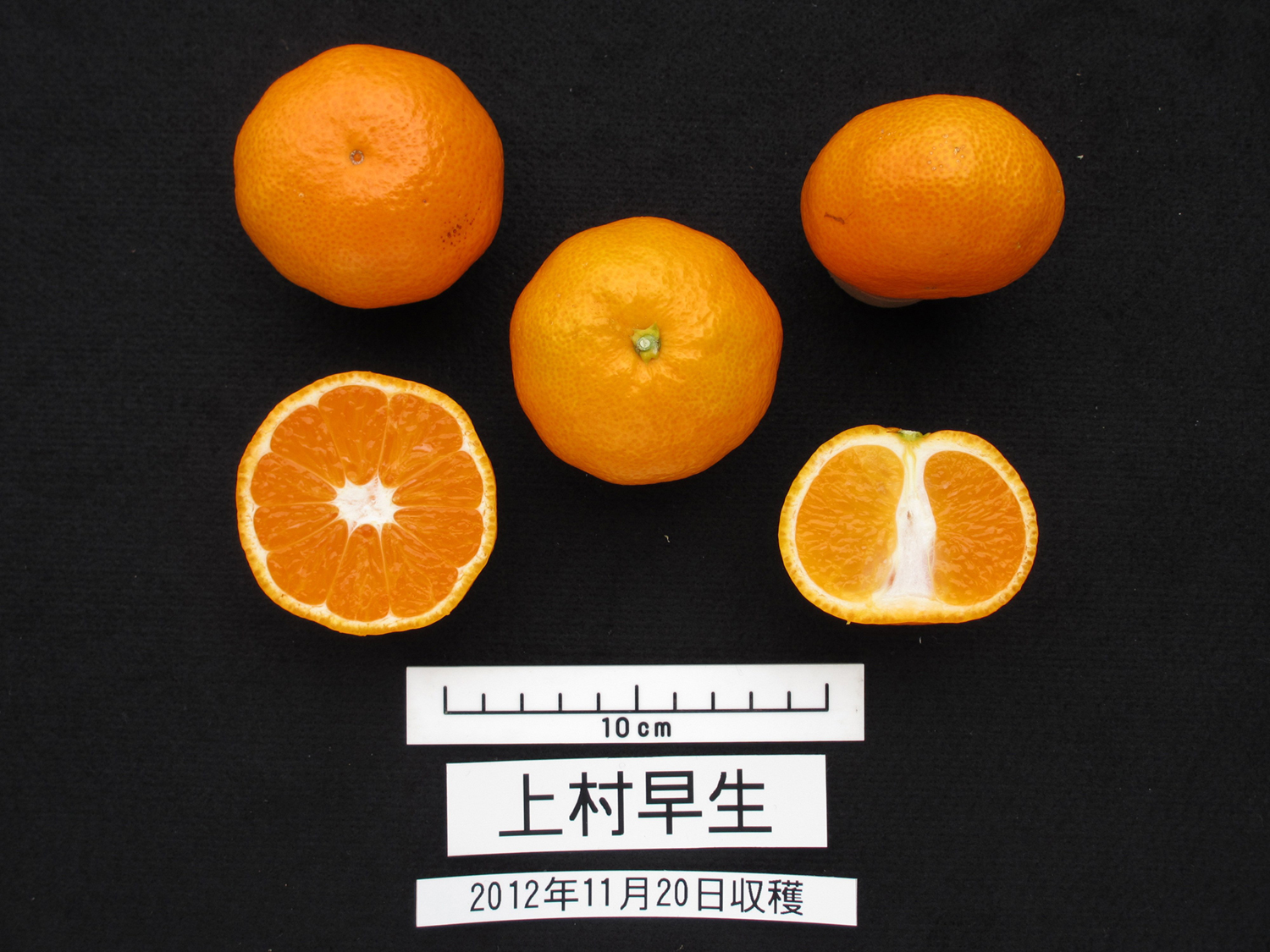 果实 (MAFF, Japan)