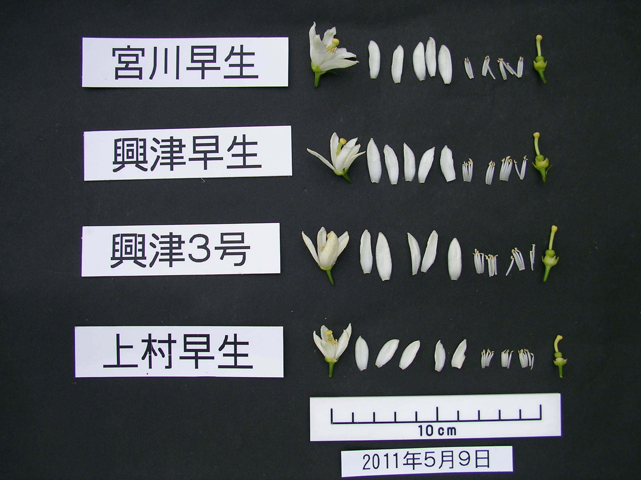 果实 (MAFF, Japan)