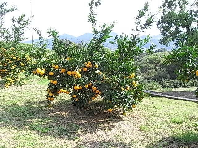 树体 (MAFF, Japan)