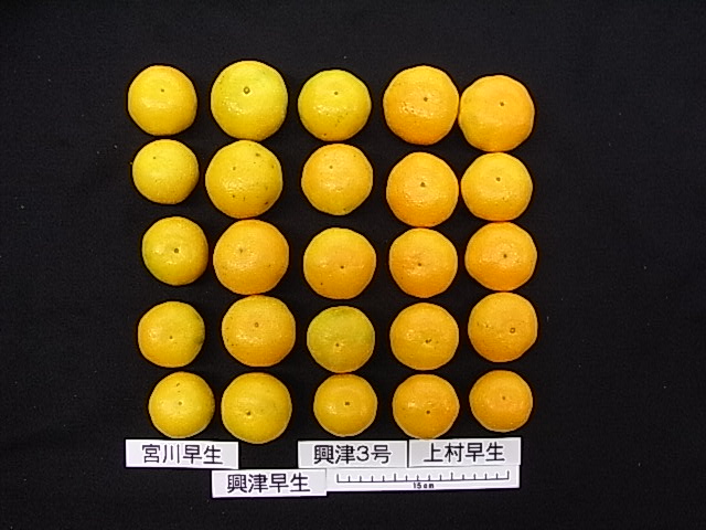 果实 (MAFF, Japan)