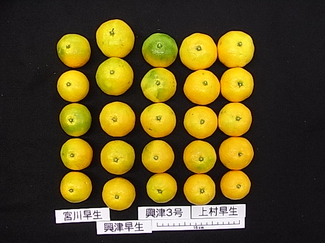 果实 (MAFF, Japan)