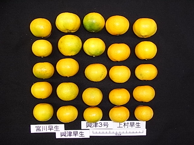 果实 (MAFF, Japan)