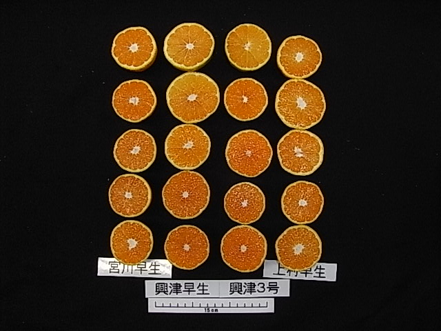 果实 (MAFF, Japan)