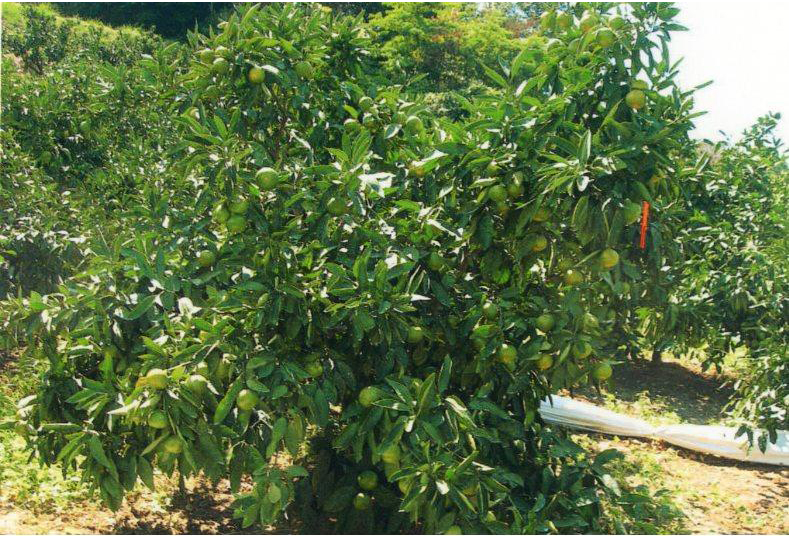 树体 (MAFF, Japan)