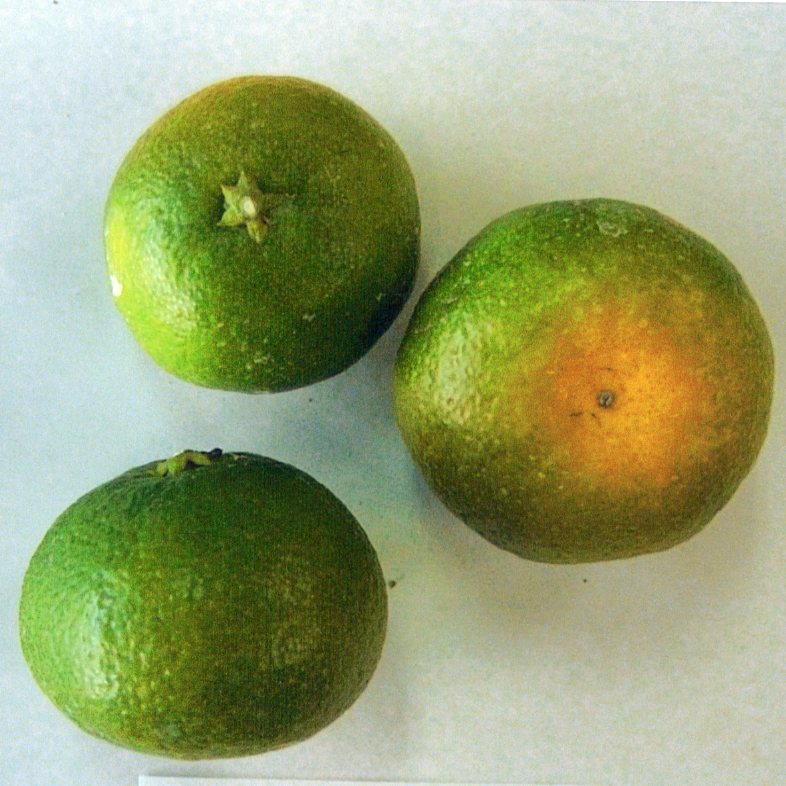 果实 (MAFF, Japan)