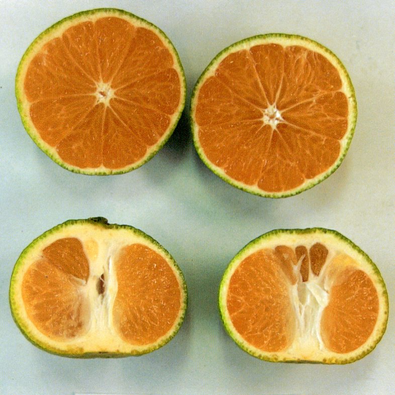 果实 (MAFF, Japan)