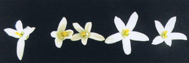 果实 (MAFF, Japan)