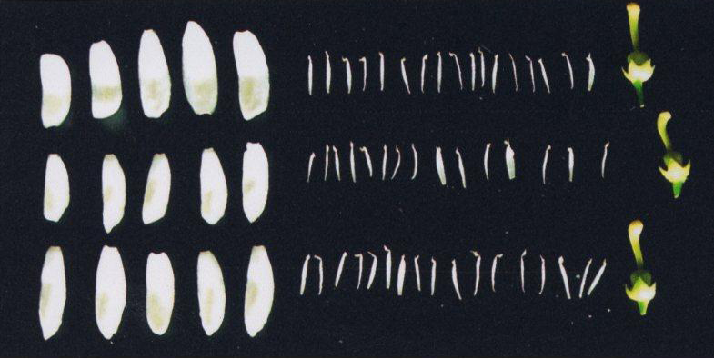 果实 (MAFF, Japan)