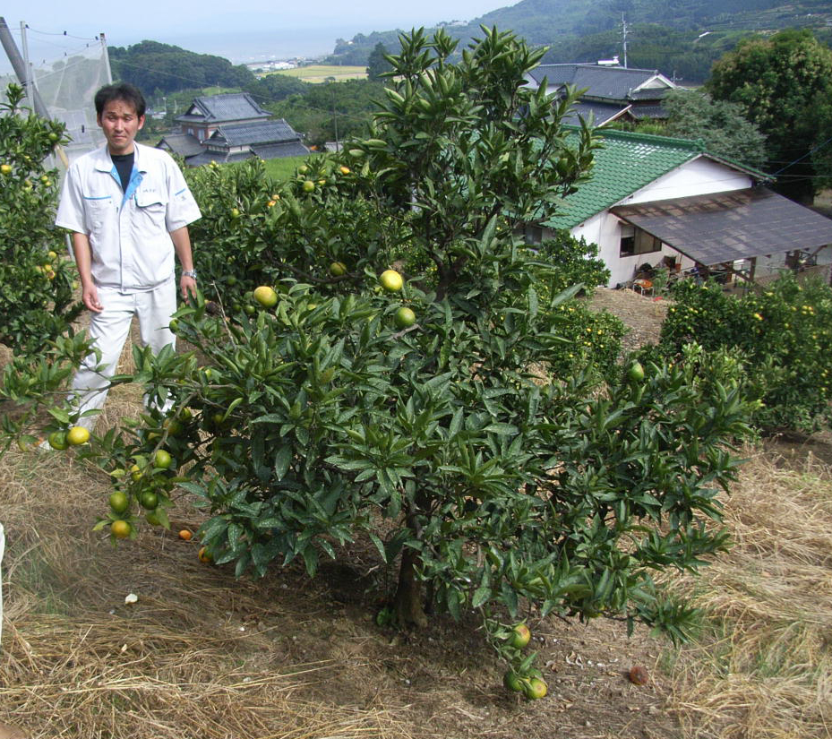 树体 (MAFF, Japan)
