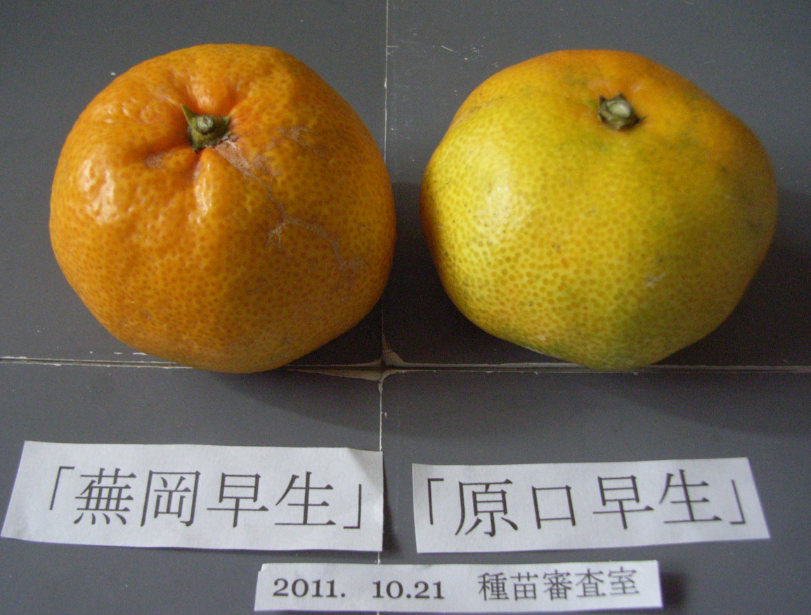 果实 (MAFF, Japan)