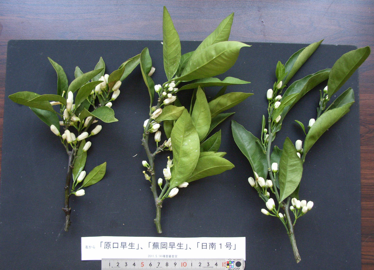 果实 (MAFF, Japan)