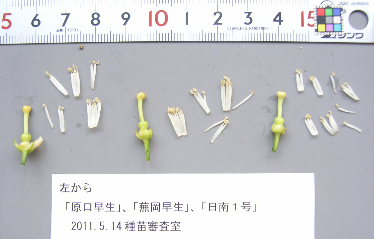 果实 (MAFF, Japan)