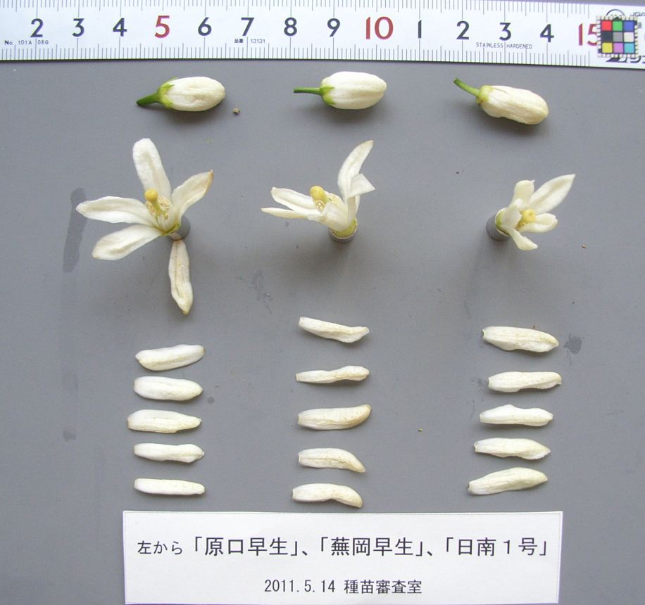 树体 (MAFF, Japan)