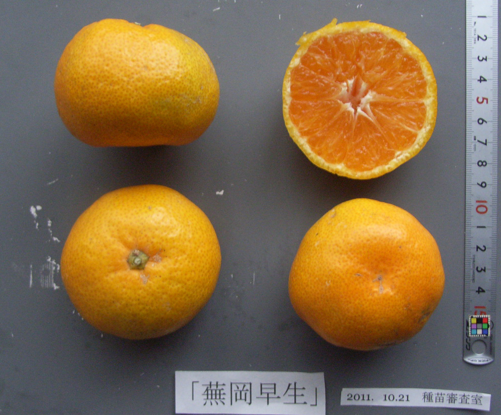 果实 (MAFF, Japan)